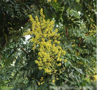 栾树苗批发黄山栾树园林工程绿化苗木行道防护树图3