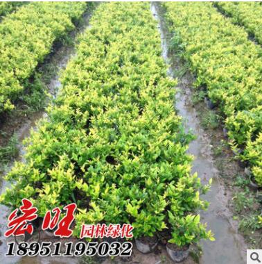 基地供应金森女贞球 30-150cm金森女贞球绿化苗木工程苗规格齐全图2