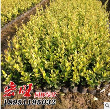 基地供应金森女贞球 30-150cm金森女贞球绿化苗木工程苗规格齐全图3