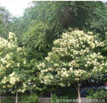 苗圃批发大叶女贞树苗金叶女贞苗小叶女贞金森女贞规格齐全价格优图2