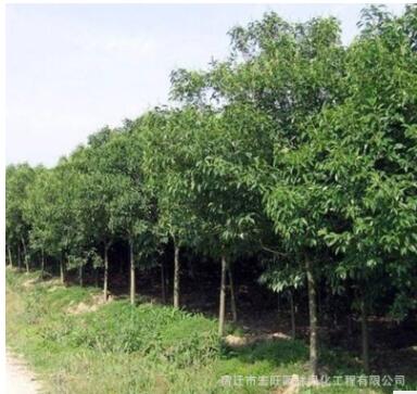 苗圃批发大叶女贞树苗金叶女贞苗小叶女贞金森女贞规格齐全价格优图3