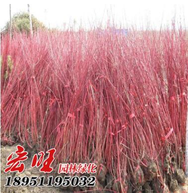 红瑞木批发红麻球工程绿化色块苗木红瑞木苗销售 成活率高图3