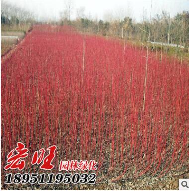 红瑞木批发红麻球工程绿化色块苗木红瑞木苗销售 成活率高图2