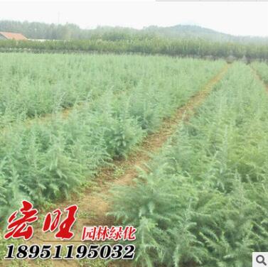 耐寒常青园林绿化树苗雪松苗 雪松绿化苗工程苗基地图3