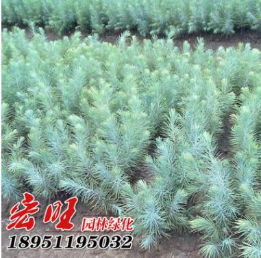 耐寒常青园林绿化树苗雪松苗 雪松绿化苗工程苗基地图2