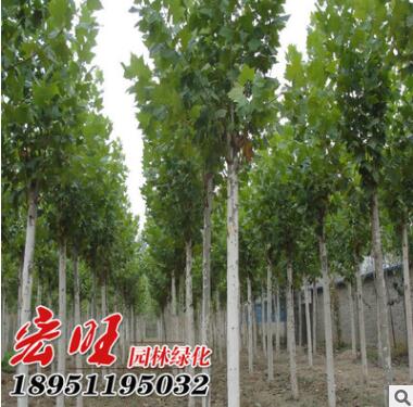 产地批发优质法桐树苗 工程绿化苗木法桐 法桐小苗图3