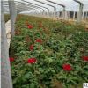 大花品种月季玫瑰 产地直销 苗圃价格 多种颜色可供选择芳香花卉
