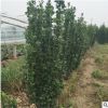 供应优质北海道黄杨绿篱庭院用四季常青园林植物灌木植物青州花卉
