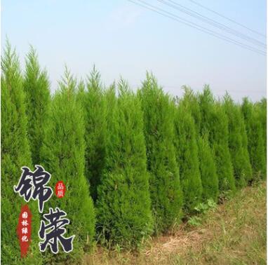 长期批发桧柏塔柏蜀桧小苗 现场供应各种规格绿化工程苗木易成活图3