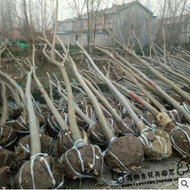 国槐苗 黄金槐树苗 垂槐 龙爪槐树 庭院道路行道树黄金槐大树苗图3
