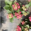 盆栽绣球 宿根植物八仙花 八仙花绣球变色花卉庭院盆栽地栽