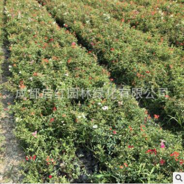 丰花月季 庭院绿化观花月季花 盆栽花卉植物阳台庭院图2