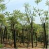 三米切绿化栾树移植苗 乔木园林植物 绿化行道树木
