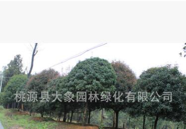 批发供应精品桂花树 园林绿化苗木图2