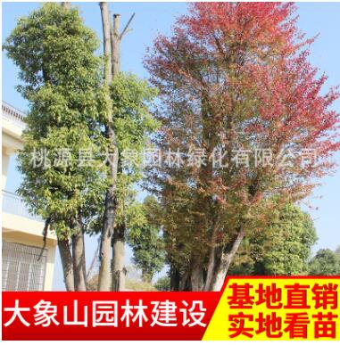 园林绿化工程苗木 优质三角枫 移栽 野生苗木图2