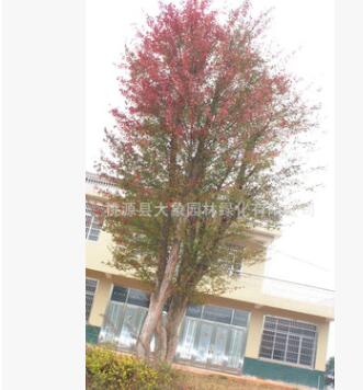 园林绿化工程苗木 优质三角枫 移栽 野生苗木图3