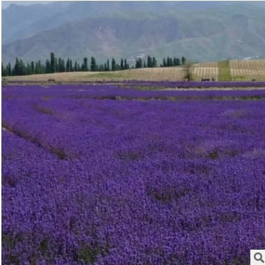 厂家直销薰衣草 苗木 花海景区供应芳香花卉种 薰衣草种