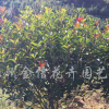 红叶石楠球