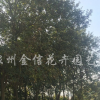 黄花风铃木