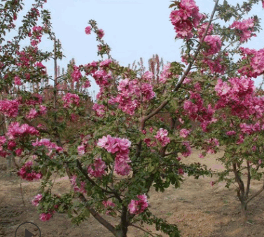 北美海棠苗 园林工程绿化北美海棠树苗 庭院观赏花卉 基地直销