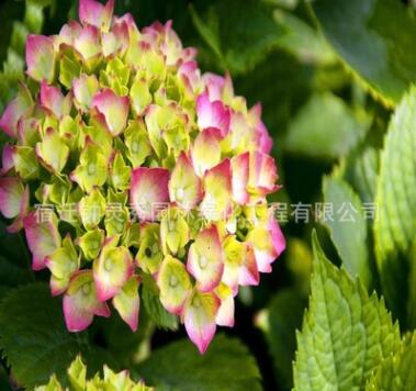 绣球苗盆栽阳台八仙花庭院植物无尽夏大花绣球花苗地栽绣球苗