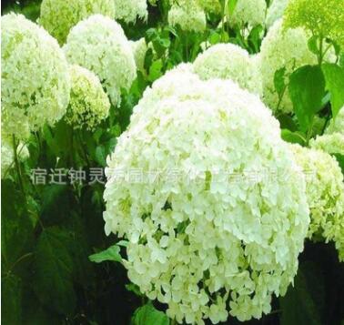绣球苗盆栽阳台八仙花庭院植物无尽夏大花绣球花苗地栽绣球苗图2