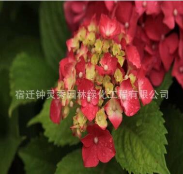 绣球苗盆栽阳台八仙花庭院植物无尽夏大花绣球花苗地栽绣球苗图3