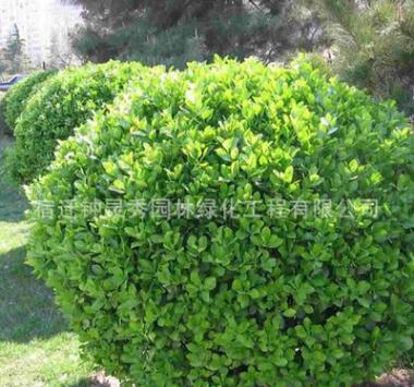 基地批发大叶黄杨苗 小叶黄杨球 种类齐全 高杆大叶黄杨工程苗图3
