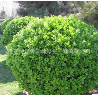 基地批发大叶黄杨苗 小叶黄杨球 种类齐全 高杆大叶黄杨工程苗图2