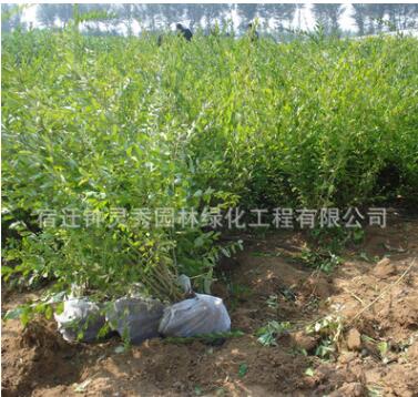 基地直销金叶水腊金叶水腊容器苗金叶水腊容器苗金叶水腊图3