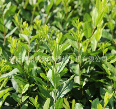 基地直销金叶水腊金叶水腊容器苗金叶水腊容器苗金叶水腊图2