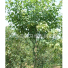 长沙跳马批量出售美丽的青枫树 送您清风和舒畅 欢迎订购