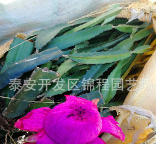 红心火龙果批发价格 基地直销金都一号火龙果 山东火龙果种植基地