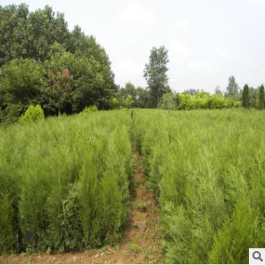 四季庭院工程绿化盆栽 洒金柏苗 扁柏侧柏黄头柏灌木树 易成图2