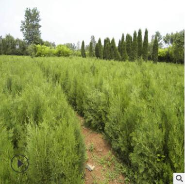 四季庭院工程绿化盆栽 洒金柏苗 扁柏侧柏黄头柏灌木树 易成图3