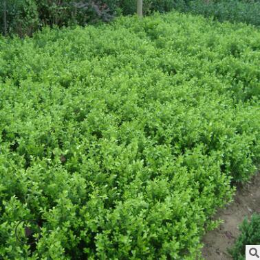 基地直销绿化工程苗木 瓜子黄杨树苗 小叶黄杨球小苗图2