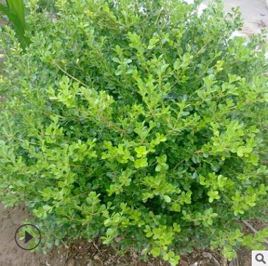 基地直销绿化工程苗木 瓜子黄杨树苗 小叶黄杨球小苗图3