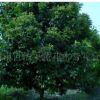 专业供应大桂花 蓬型350公分桂花行道树 花香醉人湿化绿地