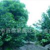 供应优质绿化苗木 茶花 (耐冬）苗木