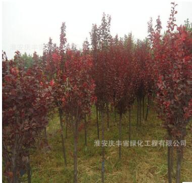 苗圃园林绿化苗木树苗 紫叶李种苗 红叶李小苗图2