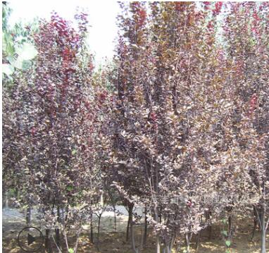 苗圃园林绿化苗木树苗 紫叶李种苗 红叶李小苗图3