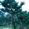 供应乔木绿化苗木五针松，盆景五针松