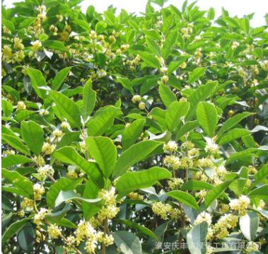 嫁接桂花树苗四季桂 丹桂 血桂户外庭院工程绿化园林基地直销小苗图2