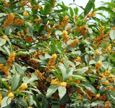 嫁接桂花树苗四季桂 丹桂 血桂户外庭院工程绿化园林基地直销小苗图3