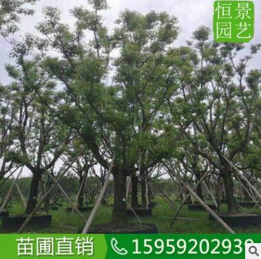 香樟全冠25-28公分行道树假植 截杆香樟多头多杆 骨架香樟移植图3