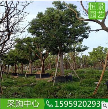 香樟全冠25-28公分行道树假植 截杆香樟多头多杆 骨架香樟移植图2