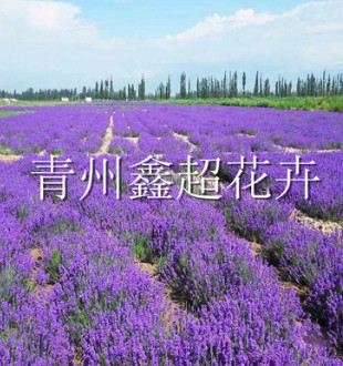 大型花海景观建设 薰衣草 马鞭草 花海用草花供应