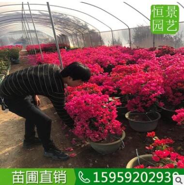 三角梅 （高度1米）苗圃苗木 小苗勒杜鹃盆栽基地 重瓣三角梅图3