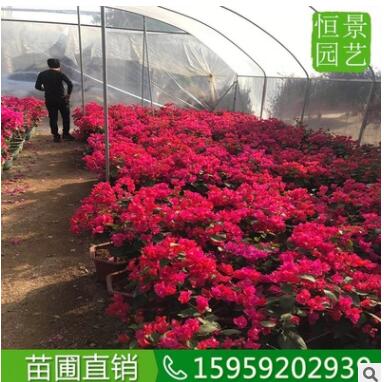 三角梅 （高度1米）苗圃苗木 小苗勒杜鹃盆栽基地 重瓣三角梅图2