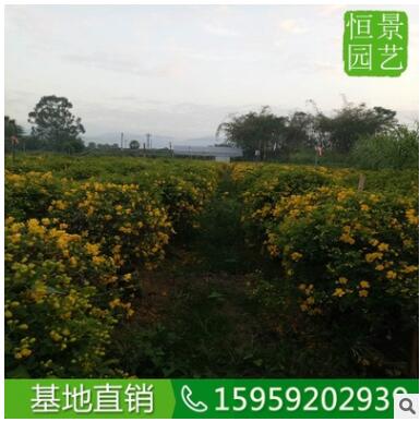 双荚槐球高度1米 基地直销开黄花双荚槐球 造型好看的造景双荚槐图3